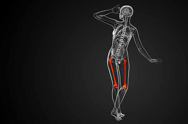 포토 JPG 해외이미지 해부 뼈 골격 사람없음 엉덩이 무릎 해외202004 해외포토 의학 신체부위 파일형식