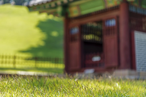포토 JPG 주간 한국전통 여행 유적지 풍경 사람없음 야외 아웃포커스 여름 관광지 세계문화유산 문화재 풀 역사 한국사 조선시대 광릉 비각 왕릉 조선왕릉 세조 정희왕후 국내포토 자연요소 식물 전통 계절 고건축 한국 촬영기법 왕 남양주 파일형식 왕후