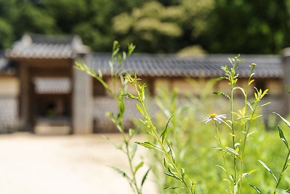 포토 JPG 주간 무료이미지 한국전통 꽃 여행 유적지 풍경 근접촬영 사람없음 야외 아웃포커스 여름 관광지 세계문화유산 문화재 역사 한국사 조선시대 광릉 왕릉 재실 조선왕릉 세조 정희왕후 국내포토 자연요소 식물 전통 계절 뷰포인트 고건축 한국 촬영기법 왕 남양주 파일형식 왕후