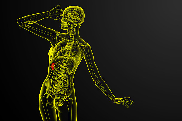 포토 JPG 해외이미지 해부 엑스레이 건강 사람 사람없음 약 진료 환자 오르간 생물학 복근 지라 해외202004 해외포토 교육 의학 근육 건반악기 파일형식