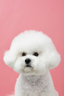 포토 JPG 스튜디오촬영 동물 한마리 반려견 실내 누끼 근접촬영 사람없음 앞모습 반려동물 귀여움 개 강아지 반려 비숑프리제 분홍색배경 국내포토 1 뷰포인트 분홍색 백그라운드 컨셉 포유류 내부 파일형식