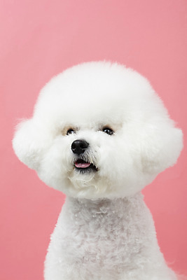 포토 JPG 스튜디오촬영 동물 무료이미지 한마리 반려견 실내 누끼 근접촬영 사람없음 앞모습 반려동물 귀여움 개 강아지 반려 비숑프리제 분홍색배경 국내포토 1 뷰포인트 분홍색 백그라운드 컨셉 포유류 내부 파일형식