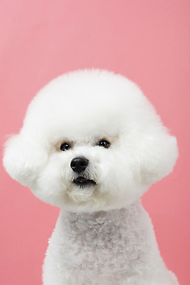 포토 JPG 스튜디오촬영 동물 한마리 반려견 실내 누끼 근접촬영 사람없음 앞모습 반려동물 귀여움 개 강아지 반려 비숑프리제 분홍색배경 국내포토 1 뷰포인트 분홍색 백그라운드 컨셉 포유류 내부 파일형식