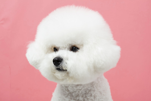 포토 JPG 스튜디오촬영 동물 한마리 반려견 실내 누끼 근접촬영 사람없음 앞모습 반려동물 귀여움 개 강아지 반려 비숑프리제 분홍색배경 국내포토 1 뷰포인트 분홍색 백그라운드 컨셉 포유류 내부 파일형식