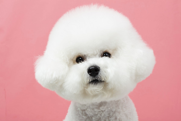 포토 JPG 스튜디오촬영 동물 한마리 반려견 실내 누끼 근접촬영 사람없음 반려동물 귀여움 개 강아지 반려 비숑프리제 분홍색배경 국내포토 1 뷰포인트 분홍색 백그라운드 컨셉 포유류 내부 파일형식