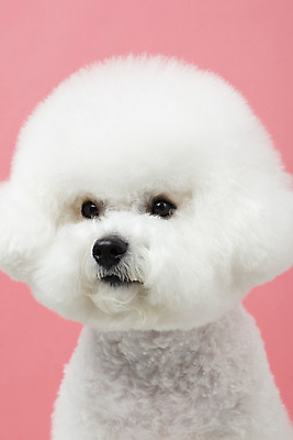 포토 JPG 스튜디오촬영 동물 한마리 반려견 실내 누끼 근접촬영 사람없음 앞모습 반려동물 귀여움 개 강아지 반려 비숑프리제 분홍색배경 국내포토 1 뷰포인트 분홍색 백그라운드 컨셉 포유류 내부 파일형식