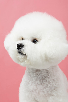 포토 JPG 스튜디오촬영 동물 한마리 반려견 실내 누끼 근접촬영 사람없음 옆모습 반려동물 귀여움 개 강아지 반려 비숑프리제 분홍색배경 국내포토 1 뷰포인트 분홍색 백그라운드 컨셉 포유류 내부 파일형식