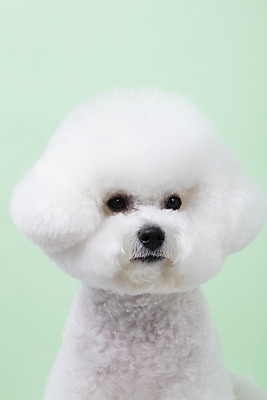 포토 JPG 스튜디오촬영 동물 한마리 반려견 실내 누끼 근접촬영 사람없음 앞모습 반려동물 귀여움 개 강아지 반려 비숑프리제 초록배경 국내포토 1 뷰포인트 백그라운드 컨셉 포유류 내부 초록색 파일형식