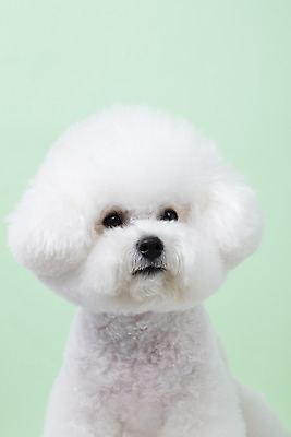 포토 JPG 스튜디오촬영 동물 한마리 반려견 실내 누끼 근접촬영 사람없음 앞모습 반려동물 귀여움 개 강아지 반려 비숑프리제 초록배경 국내포토 1 뷰포인트 백그라운드 컨셉 포유류 내부 초록색 파일형식