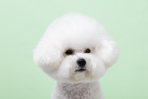 포토 JPG 스튜디오촬영 동물 한마리 반려견 실내 누끼 근접촬영 사람없음 앞모습 반려동물 귀여움 개 강아지 반려 비숑프리제 초록배경 국내포토 1 뷰포인트 백그라운드 컨셉 포유류 내부 초록색 파일형식