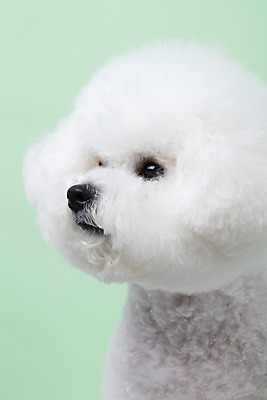 포토 JPG 스튜디오촬영 동물 한마리 반려견 실내 누끼 근접촬영 사람없음 옆모습 반려동물 귀여움 개 강아지 반려 비숑프리제 초록배경 국내포토 1 뷰포인트 백그라운드 컨셉 포유류 내부 초록색 파일형식