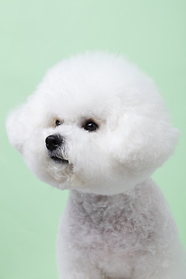 포토 JPG 스튜디오촬영 동물 한마리 반려견 실내 누끼 근접촬영 사람없음 반려동물 귀여움 개 강아지 반려 비숑프리제 초록배경 국내포토 1 뷰포인트 백그라운드 컨셉 포유류 내부 초록색 파일형식