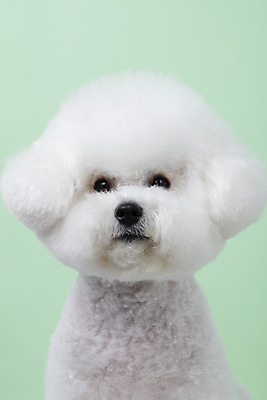 포토 JPG 스튜디오촬영 동물 한마리 반려견 실내 누끼 근접촬영 사람없음 앞모습 반려동물 귀여움 개 강아지 반려 비숑프리제 초록배경 국내포토 1 뷰포인트 백그라운드 컨셉 포유류 내부 초록색 파일형식