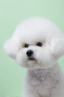 포토 JPG 스튜디오촬영 동물 한마리 반려견 실내 누끼 근접촬영 사람없음 앞모습 반려동물 귀여움 개 강아지 반려 비숑프리제 초록배경 국내포토 1 뷰포인트 백그라운드 컨셉 포유류 내부 초록색 파일형식