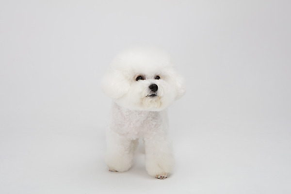 포토 JPG 스튜디오촬영 동물 한마리 반려견 실내 누끼 사람없음 앞모습 반려동물 귀여움 흰색 개 강아지 흰배경 반려 비숑프리제 국내포토 1 뷰포인트 컬러 백그라운드 컨셉 포유류 내부 파일형식