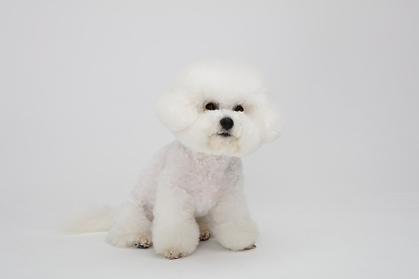 포토 JPG 스튜디오촬영 동물 한마리 반려견 실내 누끼 사람없음 앞모습 반려동물 귀여움 흰색 개 강아지 흰배경 반려 비숑프리제 국내포토 1 뷰포인트 컬러 백그라운드 컨셉 포유류 내부 파일형식