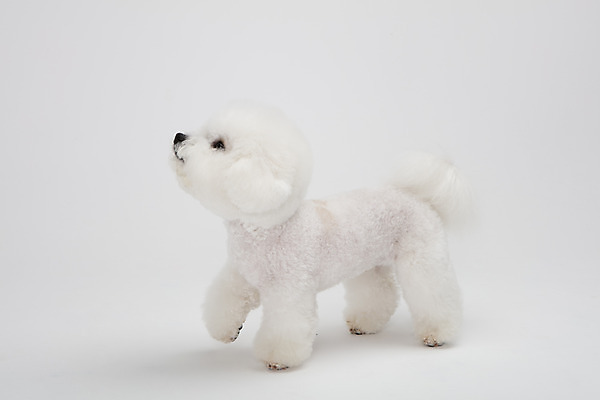 포토 JPG 스튜디오촬영 동물 한마리 반려견 실내 누끼 사람없음 옆모습 반려동물 귀여움 흰색 개 강아지 흰배경 반려 비숑프리제 국내포토 1 뷰포인트 컬러 백그라운드 컨셉 포유류 내부 파일형식