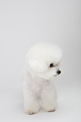 포토 JPG 스튜디오촬영 동물 한마리 반려견 실내 누끼 사람없음 앞모습 반려동물 귀여움 흰색 개 강아지 흰배경 반려 비숑프리제 국내포토 1 뷰포인트 컬러 백그라운드 컨셉 포유류 내부 파일형식