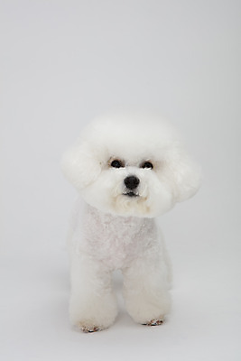 포토 JPG 스튜디오촬영 동물 한마리 반려견 실내 누끼 사람없음 앞모습 반려동물 귀여움 흰색 개 강아지 흰배경 반려 비숑프리제 국내포토 1 뷰포인트 컬러 백그라운드 컨셉 포유류 내부 파일형식