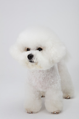 포토 JPG 스튜디오촬영 동물 한마리 반려견 실내 누끼 사람없음 앞모습 반려동물 귀여움 흰색 개 강아지 흰배경 반려 비숑프리제 국내포토 1 뷰포인트 컬러 백그라운드 컨셉 포유류 내부 파일형식