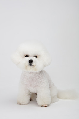 포토 JPG 스튜디오촬영 동물 한마리 반려견 실내 누끼 사람없음 앞모습 반려동물 귀여움 흰색 개 강아지 흰배경 반려 비숑프리제 국내포토 1 뷰포인트 컬러 백그라운드 컨셉 포유류 내부 파일형식