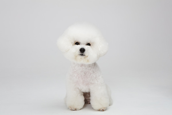 포토 JPG 스튜디오촬영 동물 한마리 반려견 실내 누끼 사람없음 앞모습 반려동물 귀여움 흰색 개 강아지 흰배경 반려 비숑프리제 국내포토 1 뷰포인트 컬러 백그라운드 컨셉 포유류 내부 파일형식