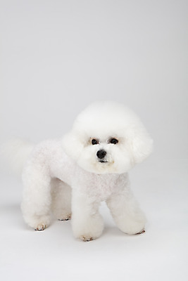 포토 JPG 스튜디오촬영 동물 한마리 반려견 실내 누끼 사람없음 옆모습 반려동물 귀여움 흰색 개 강아지 흰배경 반려 비숑프리제 국내포토 1 뷰포인트 컬러 백그라운드 컨셉 포유류 내부 파일형식