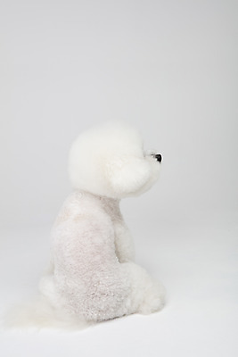 포토 JPG 스튜디오촬영 동물 한마리 반려견 실내 누끼 사람없음 뒷모습 반려동물 귀여움 흰색 개 강아지 흰배경 반려 비숑프리제 국내포토 1 뷰포인트 컬러 백그라운드 컨셉 포유류 내부 파일형식