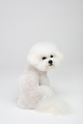 포토 JPG 스튜디오촬영 동물 한마리 반려견 실내 누끼 사람없음 뒷모습 반려동물 귀여움 흰색 개 강아지 흰배경 반려 비숑프리제 국내포토 1 뷰포인트 컬러 백그라운드 컨셉 포유류 내부 파일형식