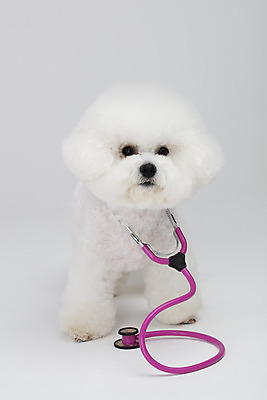 포토 JPG 스튜디오촬영 동물 한마리 반려견 청진기 실내 누끼 사람없음 반려동물 귀여움 흰색 개 강아지 흰배경 반려 비숑프리제 국내포토 1 컬러 백그라운드 컨셉 포유류 의료기기 내부 파일형식