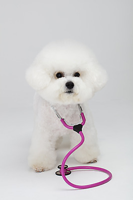 포토 JPG 스튜디오촬영 동물 한마리 반려견 청진기 실내 누끼 사람없음 반려동물 귀여움 흰색 개 강아지 흰배경 반려 비숑프리제 국내포토 1 컬러 백그라운드 컨셉 포유류 의료기기 내부 파일형식