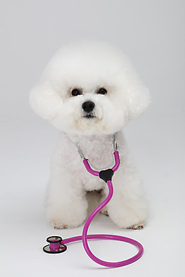 포토 JPG 스튜디오촬영 동물 한마리 반려견 청진기 실내 누끼 사람없음 반려동물 귀여움 흰색 개 강아지 흰배경 반려 비숑프리제 국내포토 1 컬러 백그라운드 컨셉 포유류 의료기기 내부 파일형식