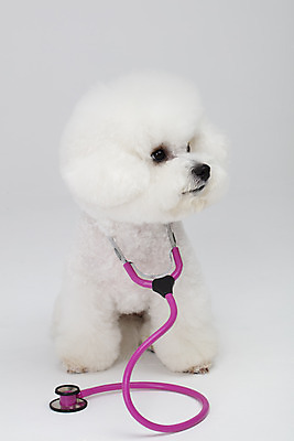 포토 JPG 스튜디오촬영 동물 한마리 반려견 청진기 실내 누끼 사람없음 앞모습 반려동물 귀여움 흰색 개 강아지 흰배경 반려 비숑프리제 국내포토 1 뷰포인트 컬러 백그라운드 컨셉 포유류 의료기기 내부 파일형식