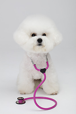 포토 JPG 스튜디오촬영 동물 한마리 반려견 청진기 실내 누끼 사람없음 앞모습 반려동물 귀여움 흰색 개 강아지 흰배경 반려 비숑프리제 국내포토 1 뷰포인트 컬러 백그라운드 컨셉 포유류 의료기기 내부 파일형식