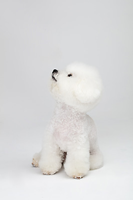 포토 JPG 스튜디오촬영 동물 한마리 반려견 실내 누끼 사람없음 앞모습 반려동물 귀여움 흰색 개 강아지 흰배경 반려 비숑프리제 국내포토 1 뷰포인트 컬러 백그라운드 컨셉 포유류 내부 파일형식