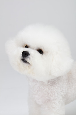 포토 JPG 스튜디오촬영 동물 한마리 반려견 실내 누끼 근접촬영 사람없음 앞모습 반려동물 귀여움 흰색 개 강아지 흰배경 반려 비숑프리제 국내포토 1 뷰포인트 컬러 백그라운드 컨셉 포유류 내부 파일형식