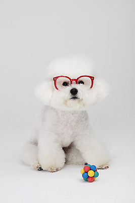 포토 JPG 스튜디오촬영 동물 한마리 반려견 안경 실내 누끼 사람없음 반려동물 장난감 귀여움 흰색 개 강아지 흰배경 반려 비숑프리제 국내포토 1 잡화 컬러 백그라운드 컨셉 포유류 내부 파일형식