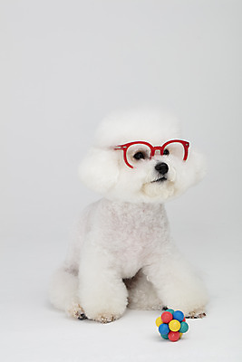 포토 JPG 스튜디오촬영 동물 한마리 반려견 안경 실내 누끼 사람없음 앞모습 반려동물 장난감 귀여움 흰색 개 강아지 흰배경 반려 비숑프리제 국내포토 1 잡화 뷰포인트 컬러 백그라운드 컨셉 포유류 내부 파일형식