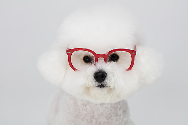 포토 JPG 스튜디오촬영 동물 한마리 반려견 안경 실내 누끼 근접촬영 사람없음 반려동물 귀여움 흰색 개 강아지 흰배경 반려 비숑프리제 국내포토 1 잡화 뷰포인트 컬러 백그라운드 컨셉 포유류 내부 파일형식