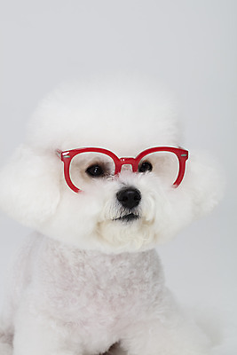 포토 JPG 스튜디오촬영 동물 한마리 반려견 안경 실내 누끼 근접촬영 사람없음 반려동물 귀여움 흰색 개 강아지 흰배경 반려 비숑프리제 국내포토 1 잡화 뷰포인트 컬러 백그라운드 컨셉 포유류 내부 파일형식