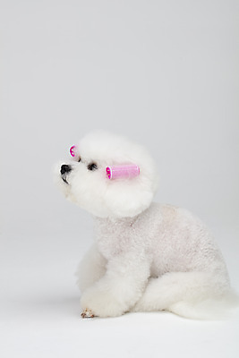 포토 JPG 스튜디오촬영 동물 한마리 반려견 실내 누끼 사람없음 옆모습 반려동물 귀여움 흰색 파마 개 강아지 흰배경 헤어롤 반려 비숑프리제 국내포토 1 헤어스타일 뷰포인트 컬러 백그라운드 컨셉 포유류 내부 미용용품 파일형식