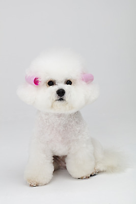 포토 JPG 스튜디오촬영 동물 한마리 반려견 실내 누끼 사람없음 앞모습 반려동물 귀여움 흰색 파마 개 강아지 흰배경 헤어롤 반려 비숑프리제 국내포토 1 헤어스타일 뷰포인트 컬러 백그라운드 컨셉 포유류 내부 미용용품 파일형식