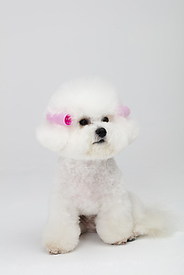 포토 JPG 스튜디오촬영 동물 한마리 반려견 실내 누끼 사람없음 앞모습 반려동물 귀여움 흰색 파마 개 강아지 흰배경 헤어롤 반려 비숑프리제 국내포토 1 헤어스타일 뷰포인트 컬러 백그라운드 컨셉 포유류 내부 미용용품 파일형식