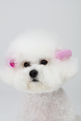 포토 JPG 스튜디오촬영 동물 한마리 반려견 실내 누끼 근접촬영 사람없음 앞모습 반려동물 귀여움 흰색 파마 개 강아지 흰배경 헤어롤 반려 비숑프리제 국내포토 1 헤어스타일 뷰포인트 컬러 백그라운드 컨셉 포유류 내부 미용용품 파일형식