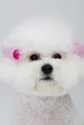 포토 JPG 스튜디오촬영 동물 한마리 반려견 실내 누끼 근접촬영 사람없음 반려동물 귀여움 흰색 파마 개 강아지 흰배경 헤어롤 반려 비숑프리제 국내포토 1 헤어스타일 뷰포인트 컬러 백그라운드 컨셉 포유류 내부 미용용품 파일형식