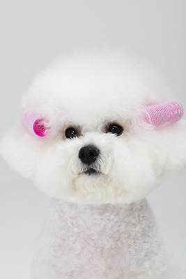 포토 JPG 스튜디오촬영 동물 한마리 반려견 실내 누끼 근접촬영 사람없음 앞모습 반려동물 귀여움 흰색 파마 개 강아지 흰배경 헤어롤 반려 비숑프리제 국내포토 1 헤어스타일 뷰포인트 컬러 백그라운드 컨셉 포유류 내부 미용용품 파일형식