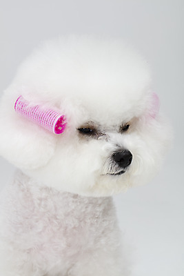 포토 JPG 스튜디오촬영 동물 한마리 반려견 실내 누끼 근접촬영 사람없음 앞모습 반려동물 귀여움 흰색 파마 개 강아지 흰배경 헤어롤 반려 비숑프리제 국내포토 1 헤어스타일 뷰포인트 컬러 백그라운드 컨셉 포유류 내부 미용용품 파일형식