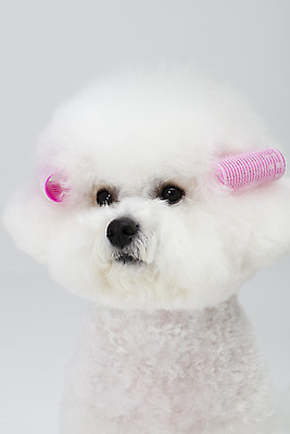 포토 JPG 스튜디오촬영 동물 한마리 반려견 실내 누끼 근접촬영 사람없음 앞모습 반려동물 귀여움 흰색 파마 개 강아지 흰배경 헤어롤 반려 비숑프리제 국내포토 1 헤어스타일 뷰포인트 컬러 백그라운드 컨셉 포유류 내부 미용용품 파일형식