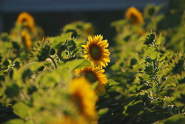 포토 JPG 해외이미지 주간 해바라기 사람없음 야외 아웃포커스 소프트포커스 해외포토 자연요소 꽃 촬영기법 파일형식 이미지허브