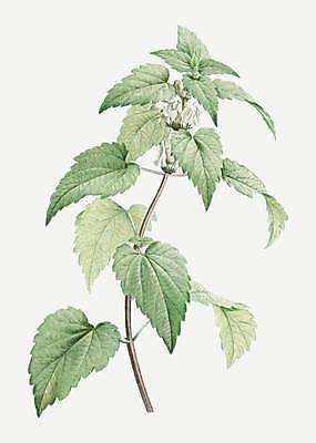 EPS 해외이미지 식물 줄기 잎 일러스트 사람없음 꽃봉오리 쐐기풀 해외일러스트 꽃 파일형식 벡터 이미지허브